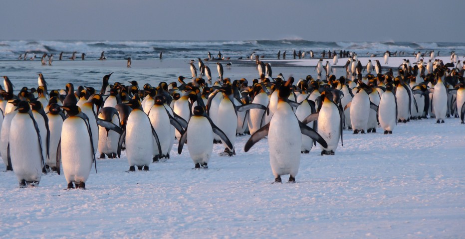 Terres et mers australes françaises
